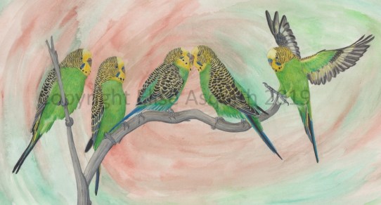 budgies-illustration-watermark-e1558493981152.jpg